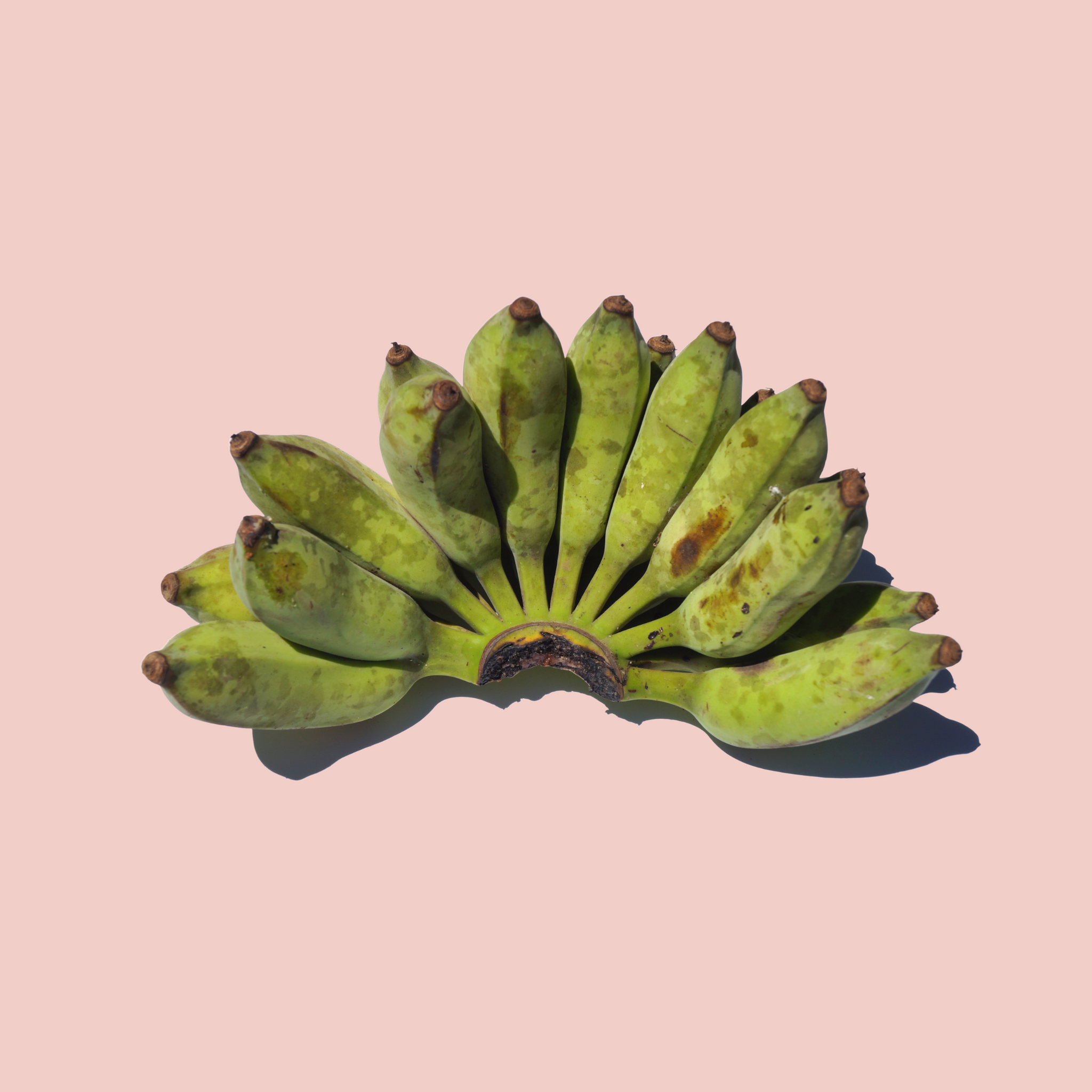 Colorable Saging Saging – kai farms