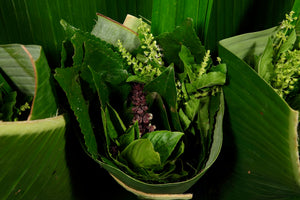 Foraging & Tea Making